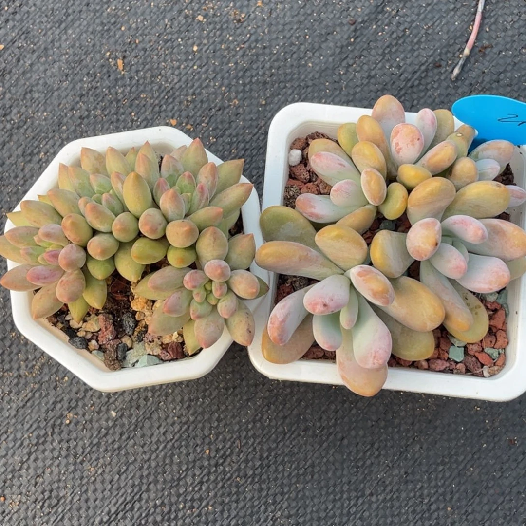 红蜻蜓组粉兔群生
