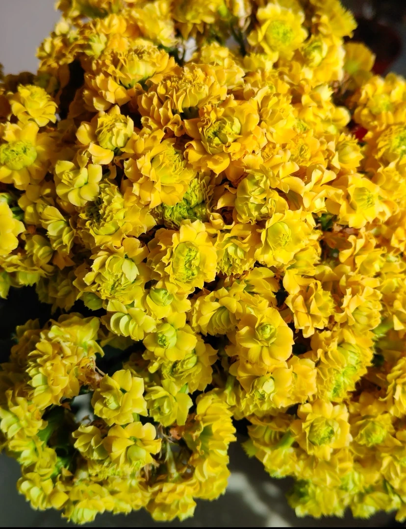 【暴风女神】130长寿花（两单起发！）