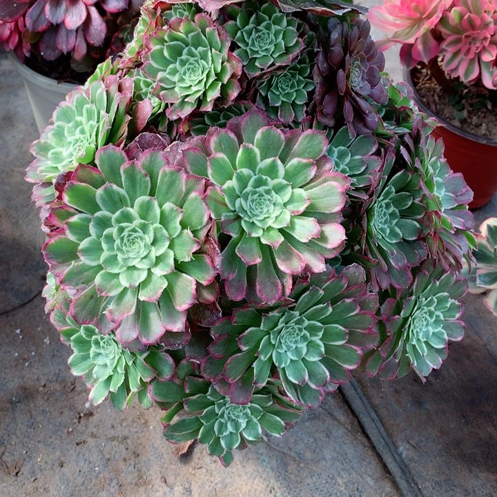 813绿体繁星多肉111111