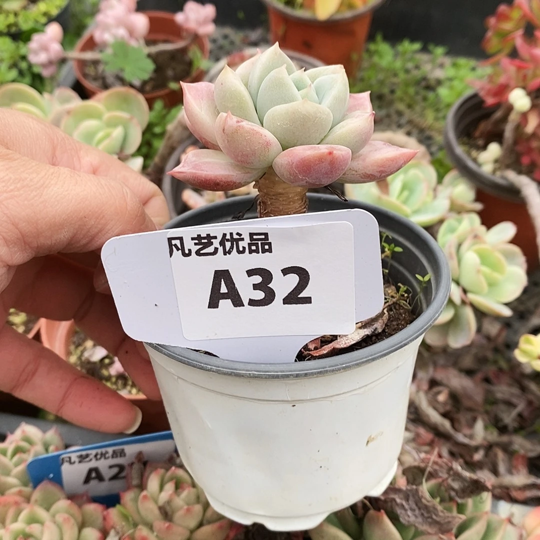 一物一拍A32满9.9包邮