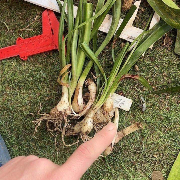 完全开放伊莲娜侧芽10个