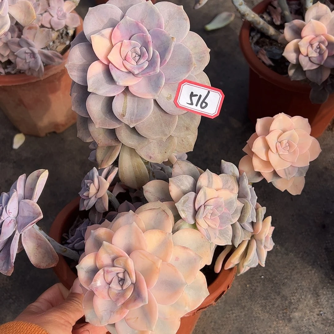 516号紫乐锦，一物一拍