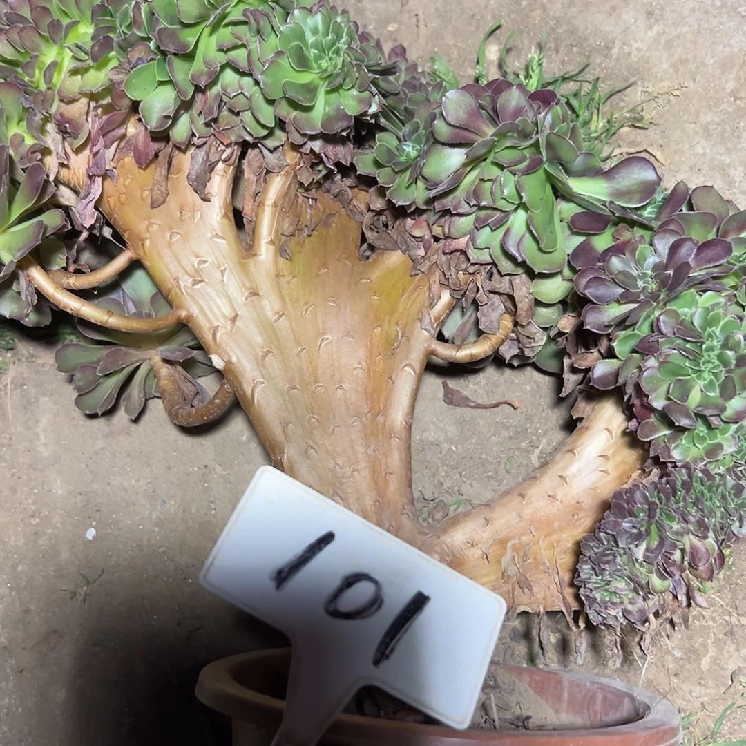 多肉植物玫瑰缀花101