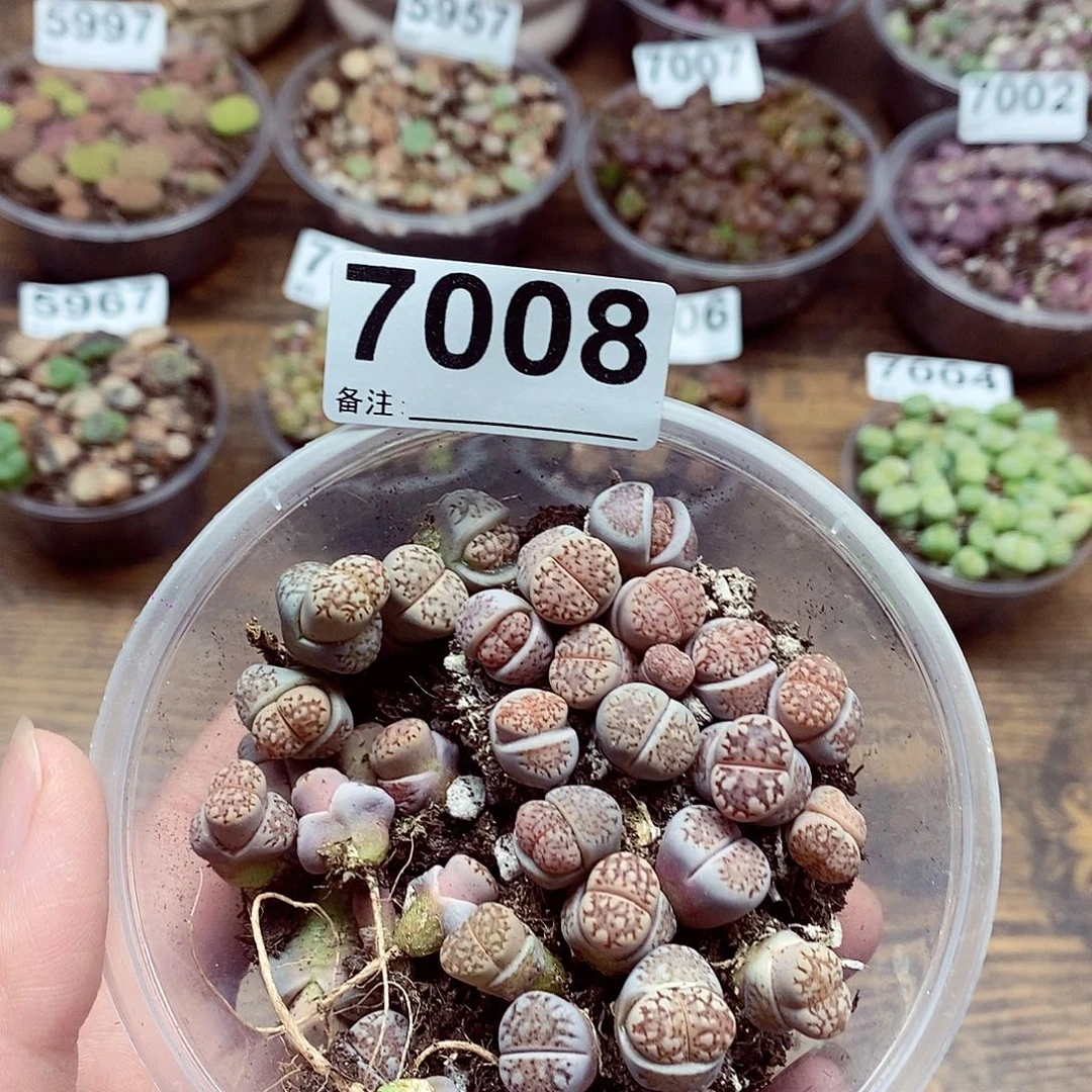 7005黄金线啦啦啦