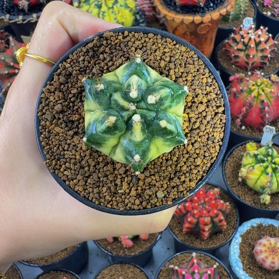 六棱0000000000000000201