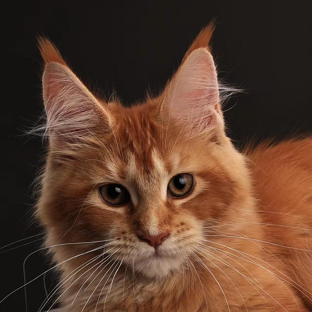 【开心猫舍】缅因猫活体宠物全款链接（一宠一拍）