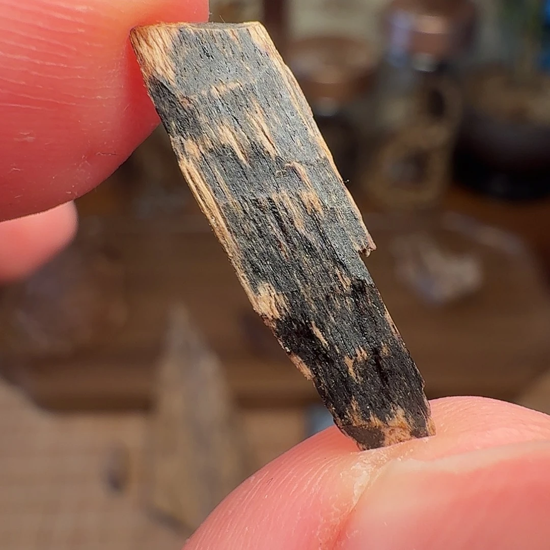 沉香斯里兰卡瓜子