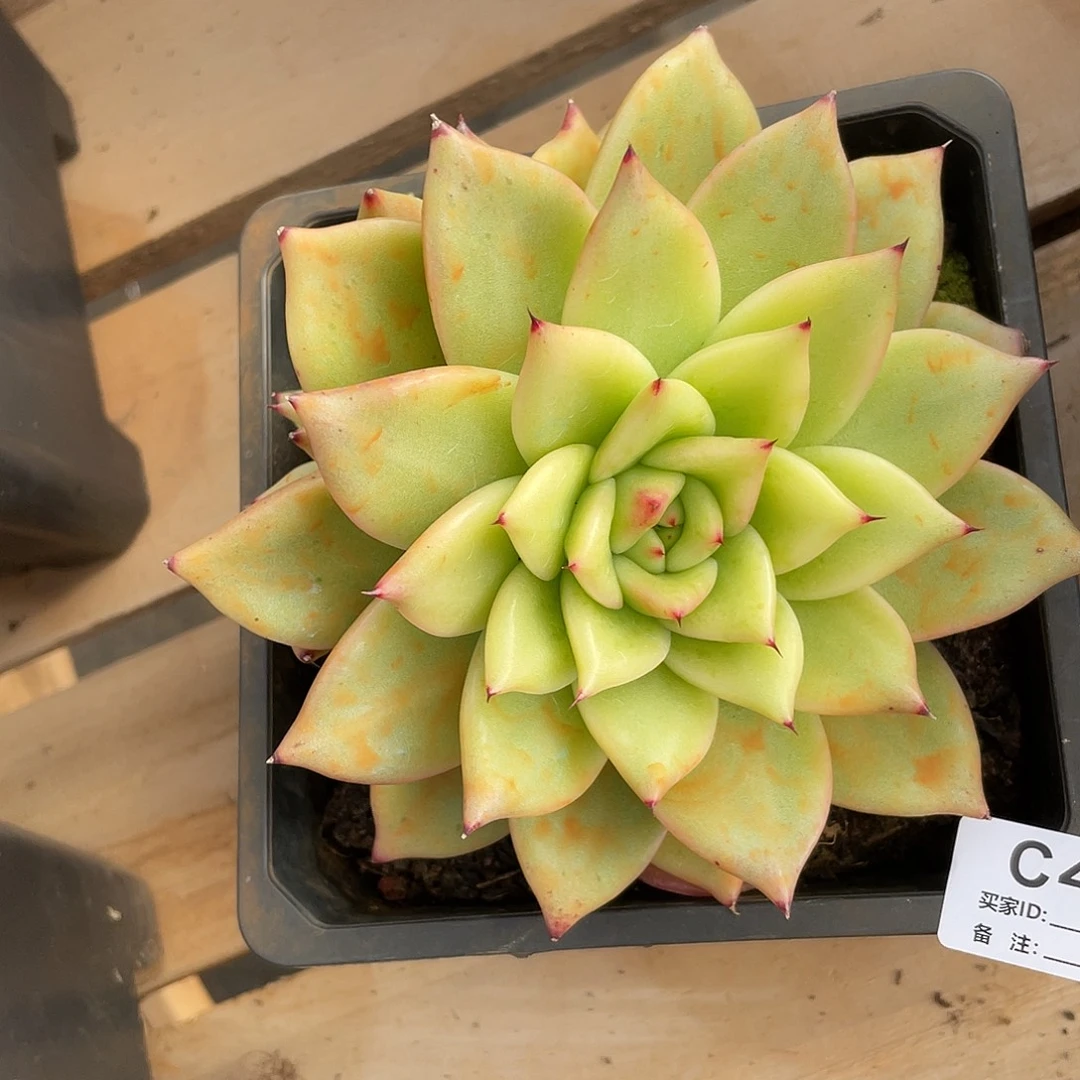 若如东云单拍C458