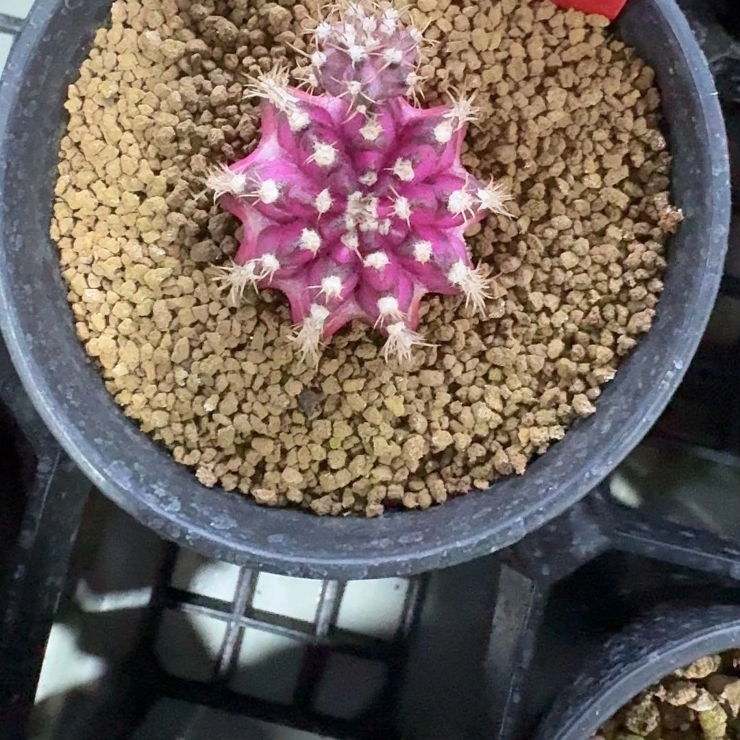 L562-1201广东发货