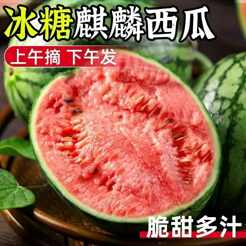 有籽瓜7到10斤麒麟8424西瓜不加色素不加甜蜜素原生态水果香甜