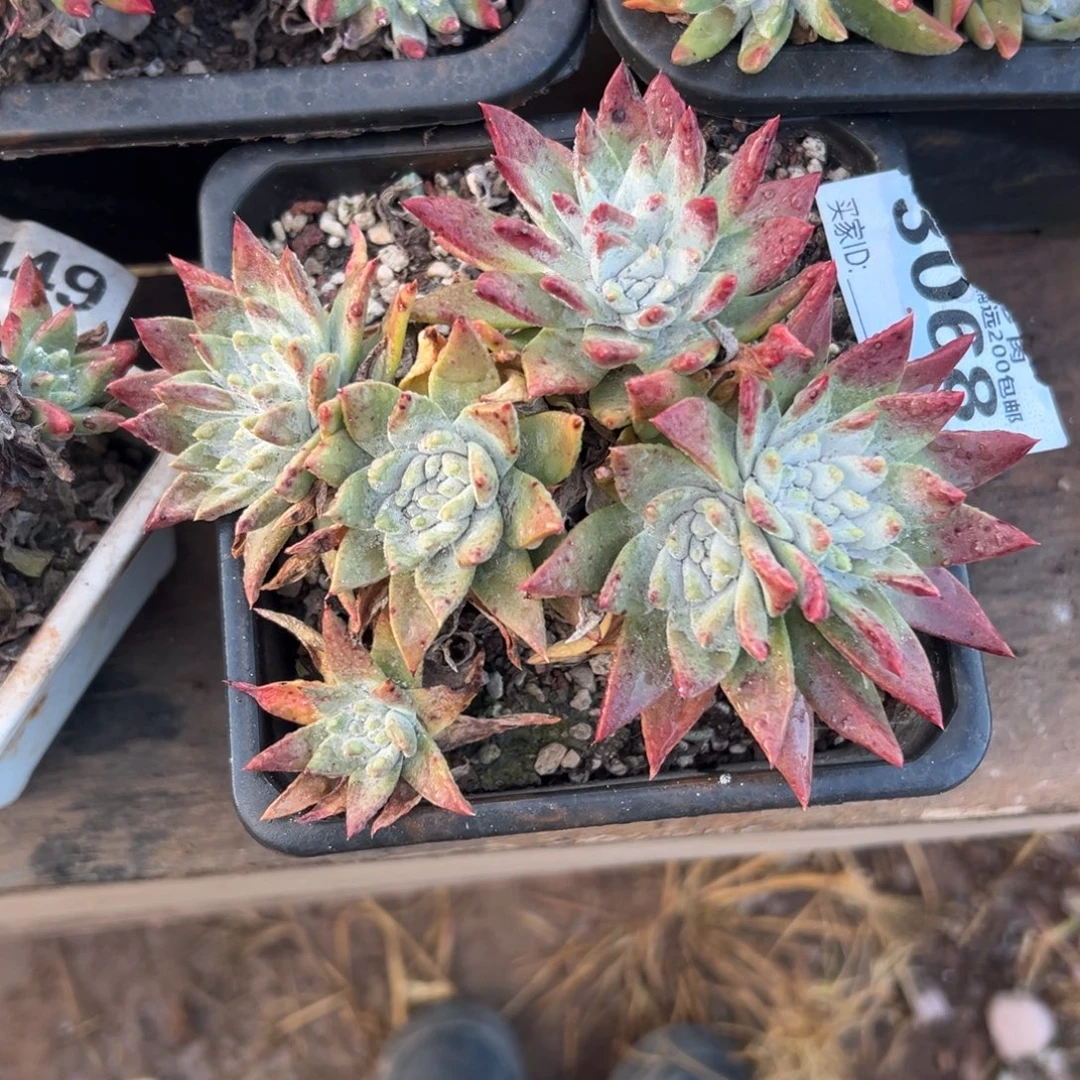 白雪仙女杯～一物体上3068