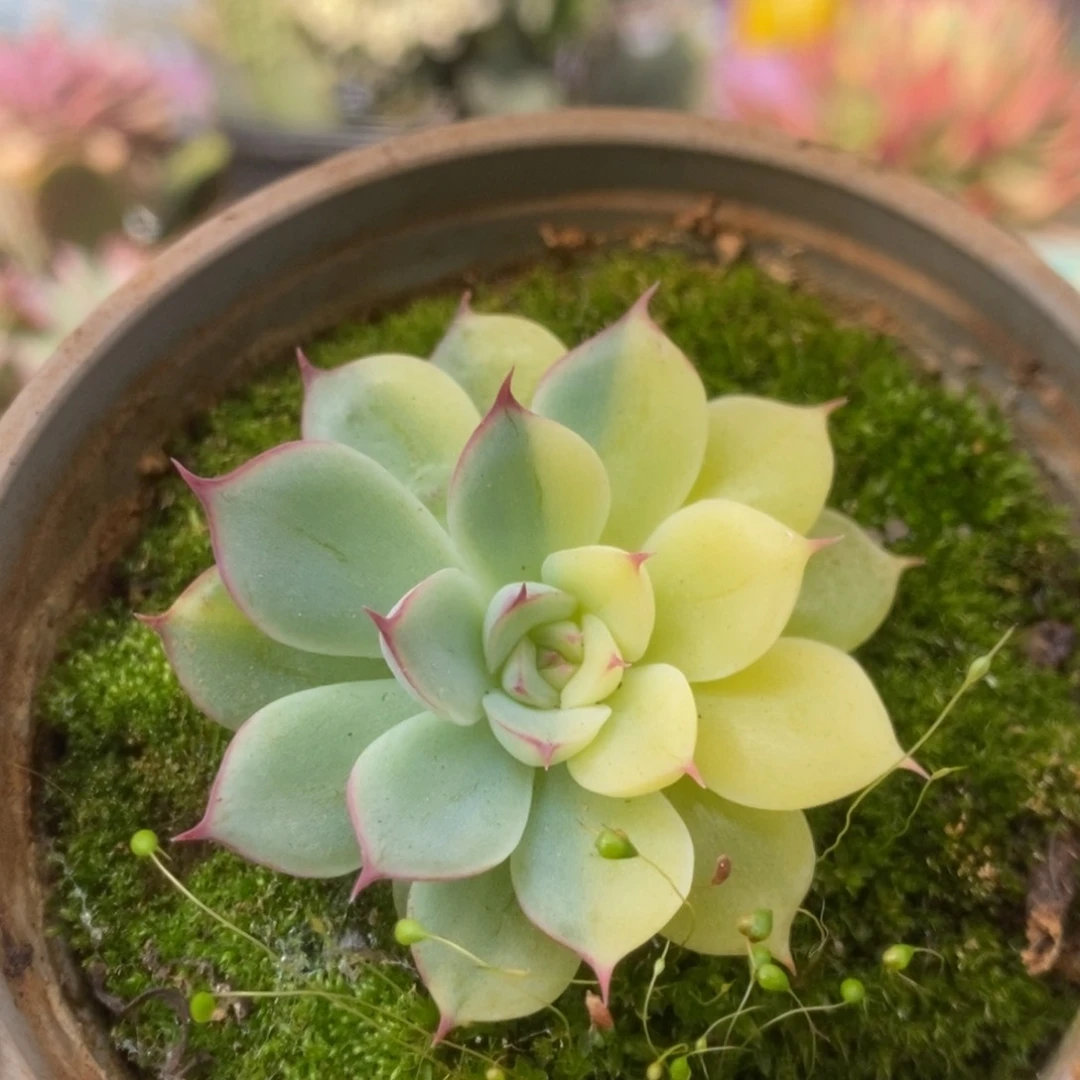 185花月夜锦锦锦锦锦