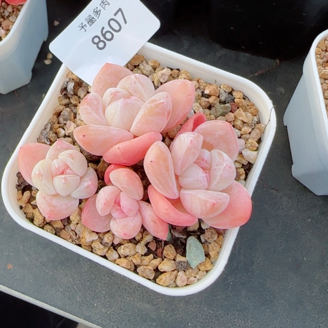 冰玉福利，8607多肉植物