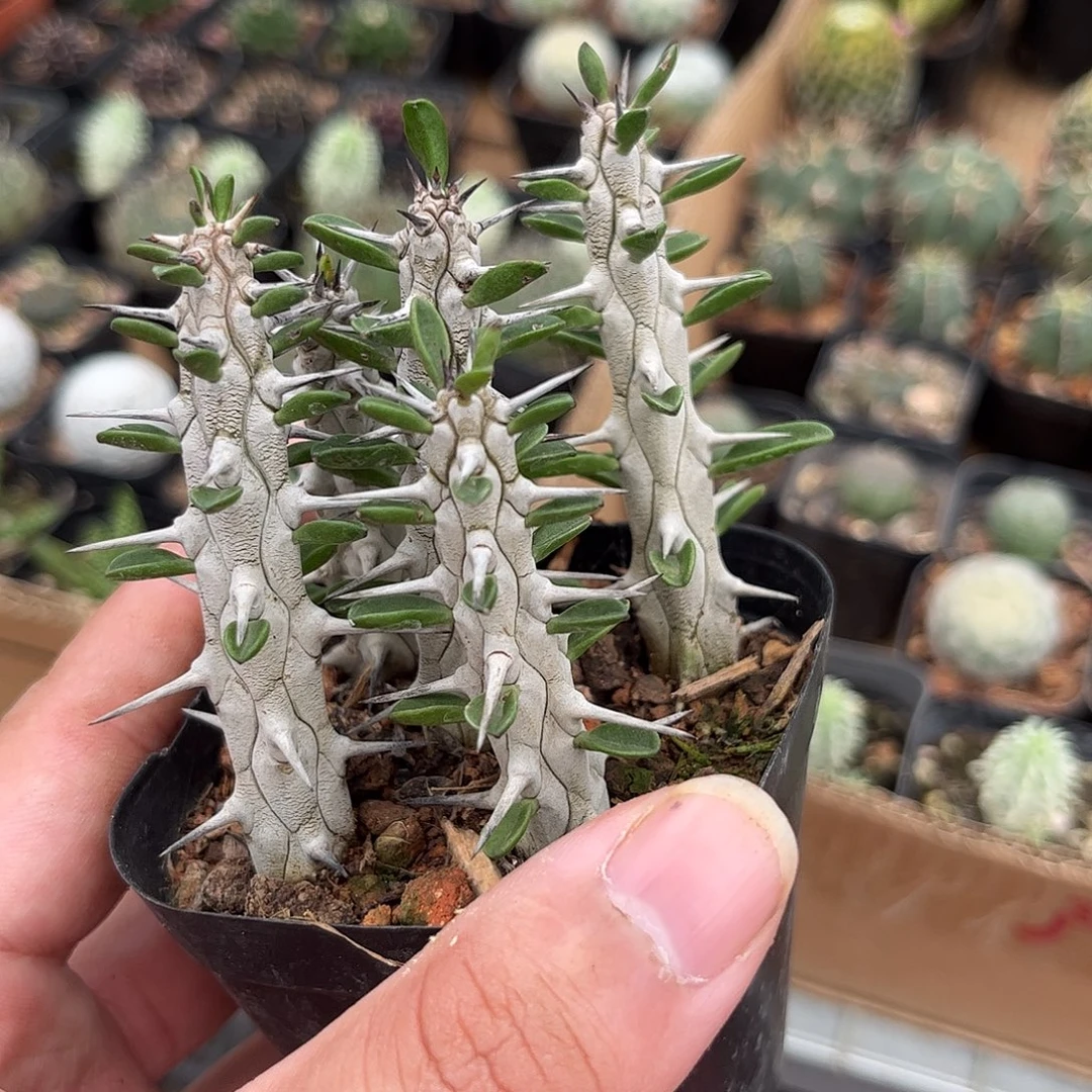 亚龙木火烛麒麟有根发货