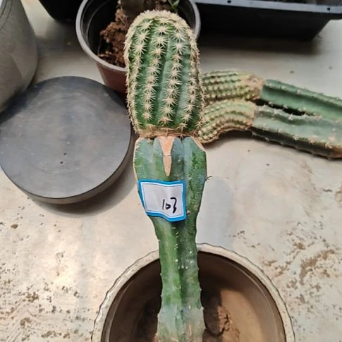 皇冠虾龙神木嫁接大103