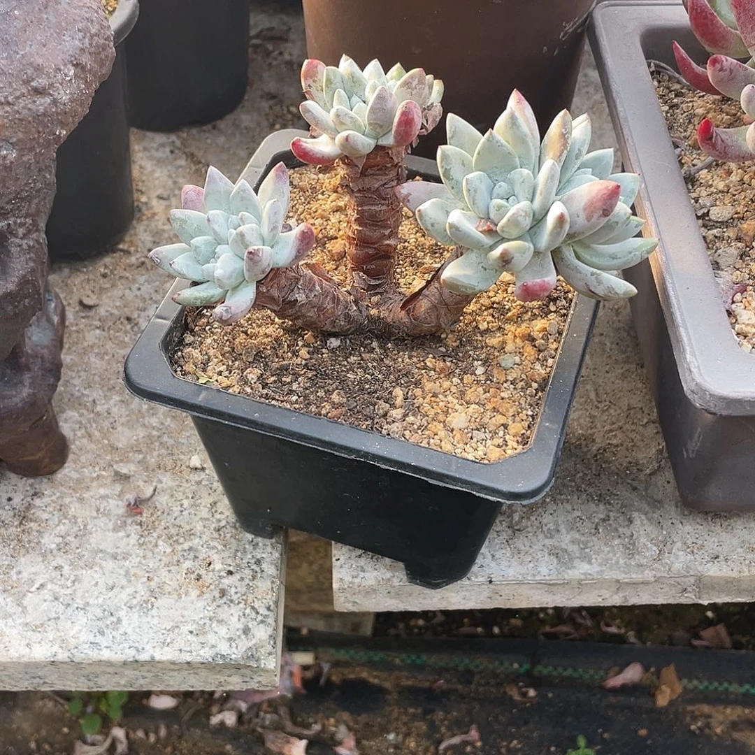 晨溪园艺仙女杯呀