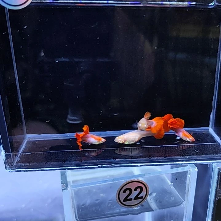 孔雀鱼褶扇白子两对