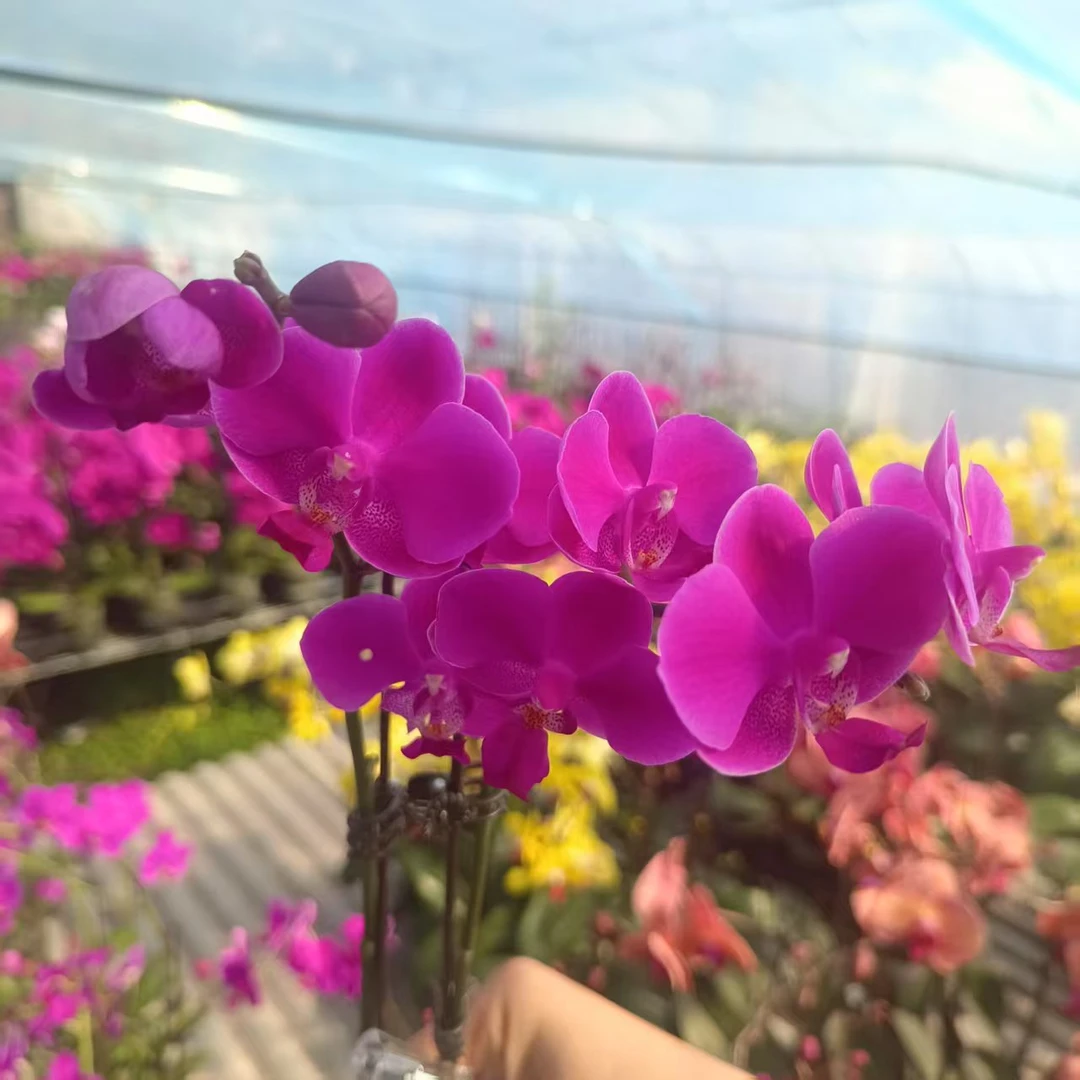 【开花株百日满天红】梦语花卉 精品蝴蝶兰 介意勿拍
