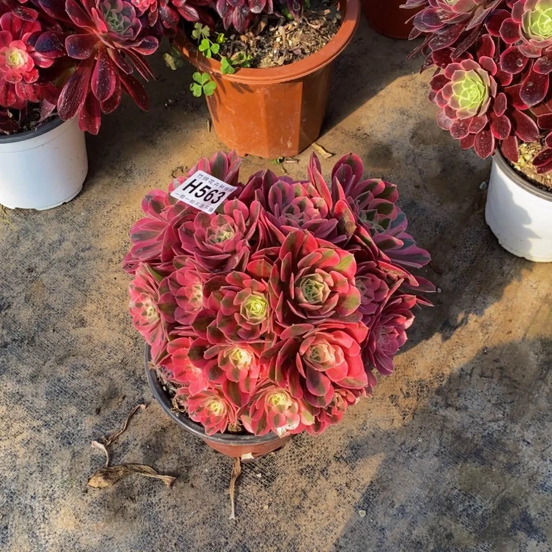 全部花朵563粉女巫丛林嫩桩小棵