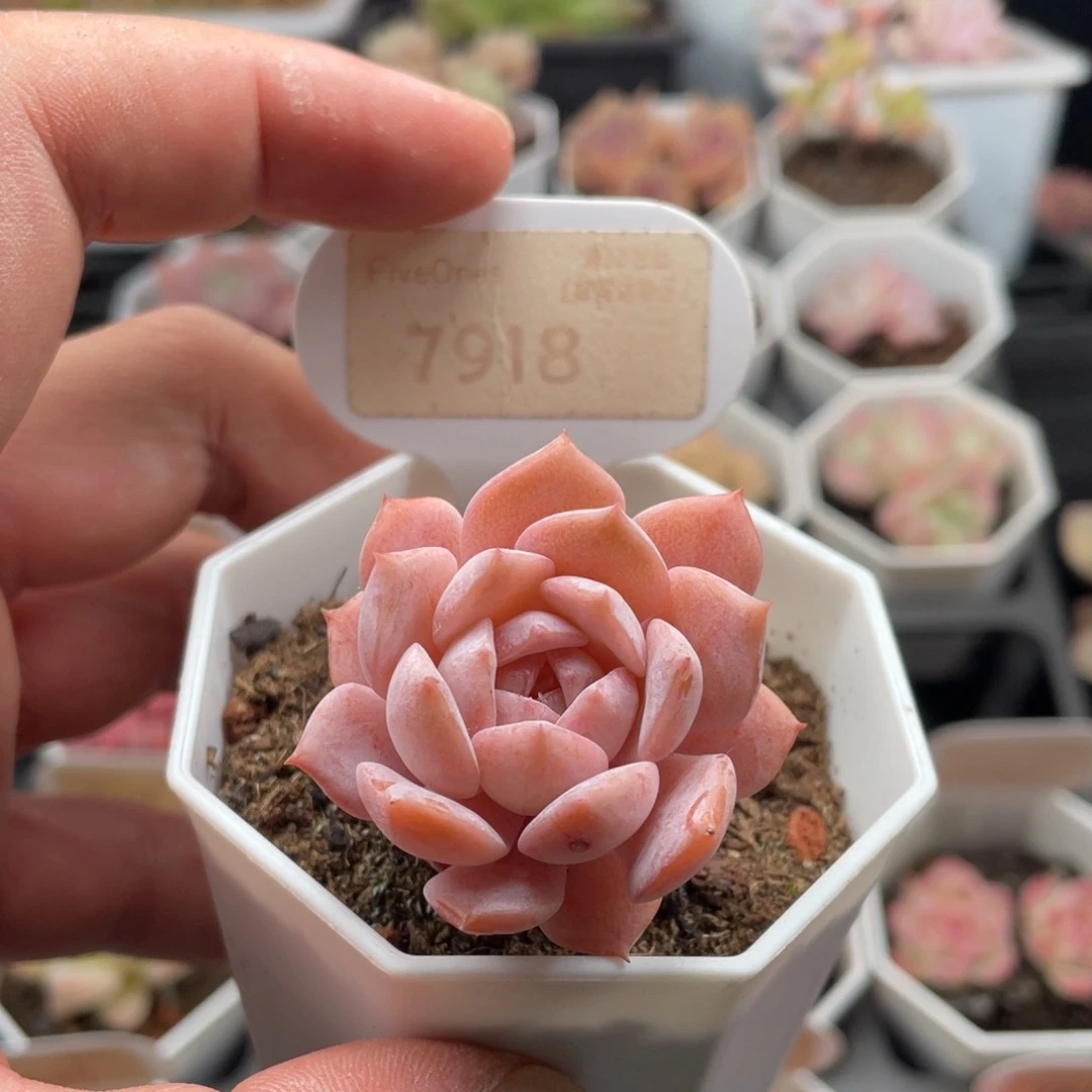 恩宠7918-4.0厘米