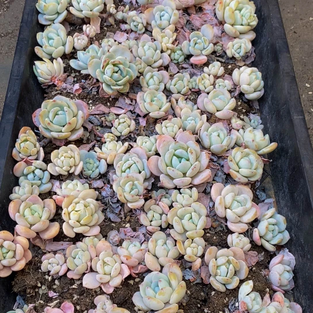 138的人和我一起看电影