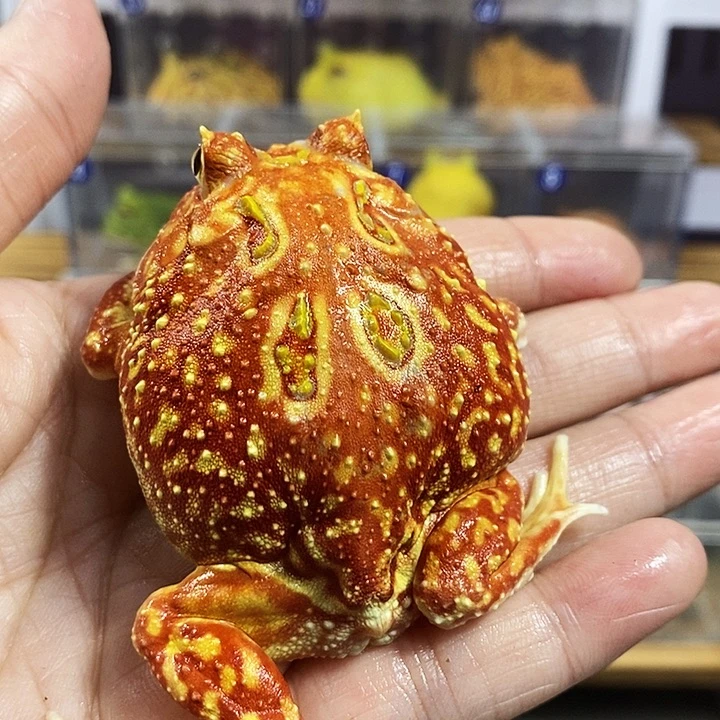 角蛙381号精品无纹火龙