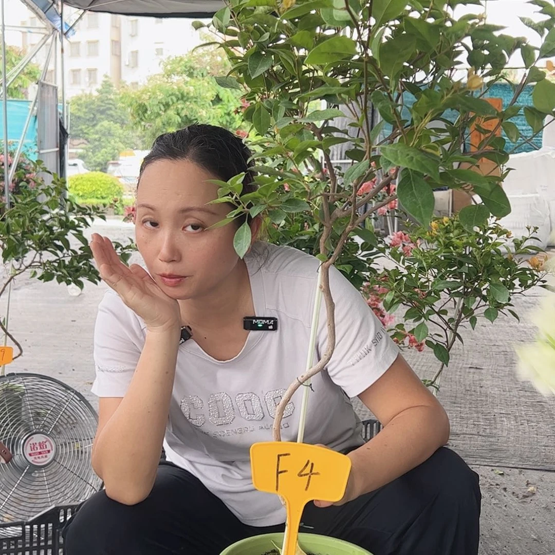 小***汉大部分开放少量花苞F4金发