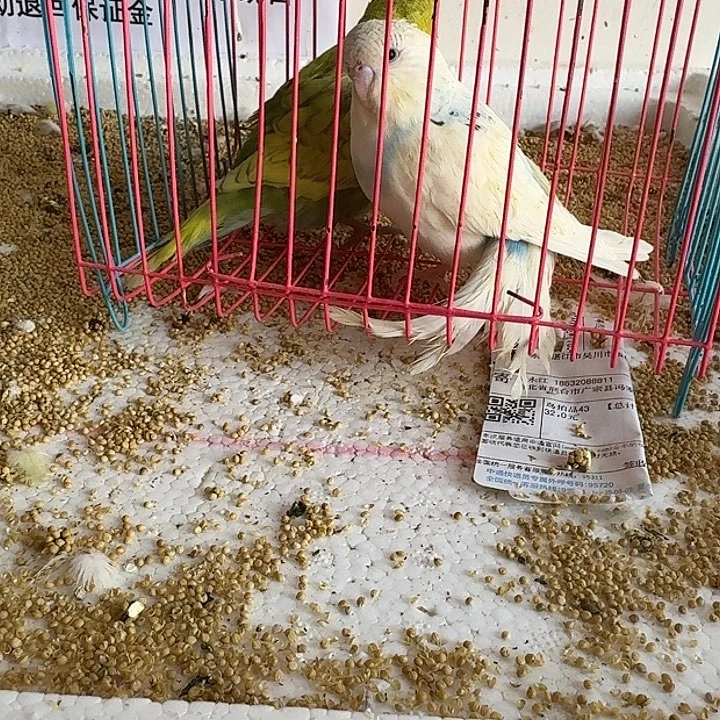 虎皮鹦鹉大头在线