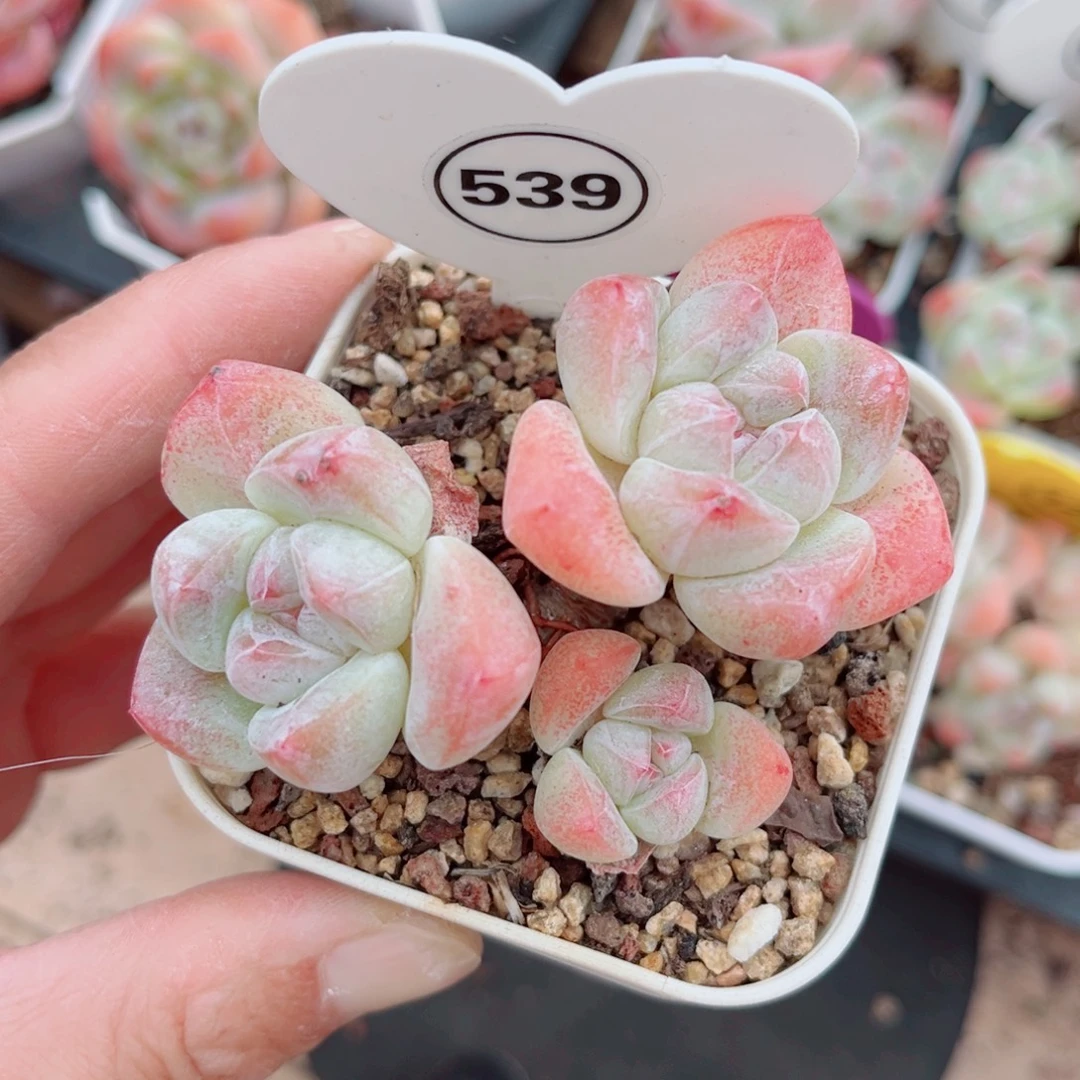 539号小老桩冰玉群