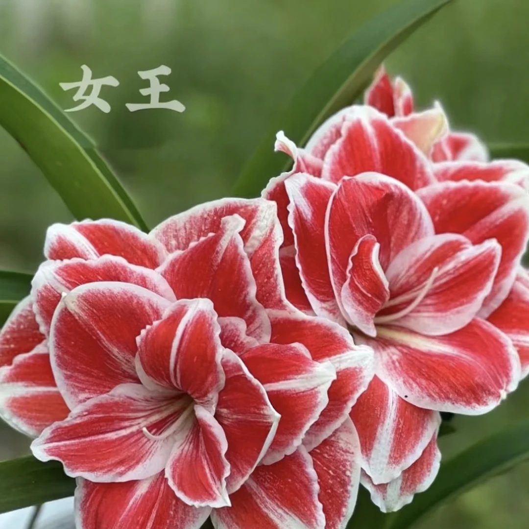 女王朱顶红包对版种球大球室内外盆栽花卉四季开花好养活
