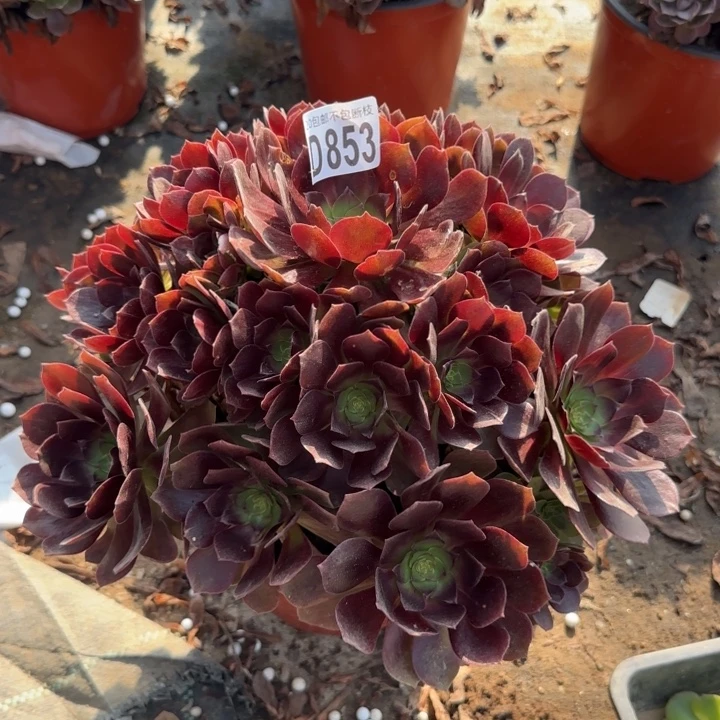 赤焰莲……多肉植物……