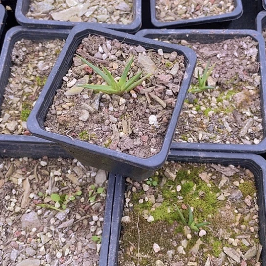 S****6龙舌兰绿色植物