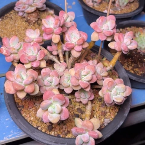 冰***薇多肉植物的植物形态
