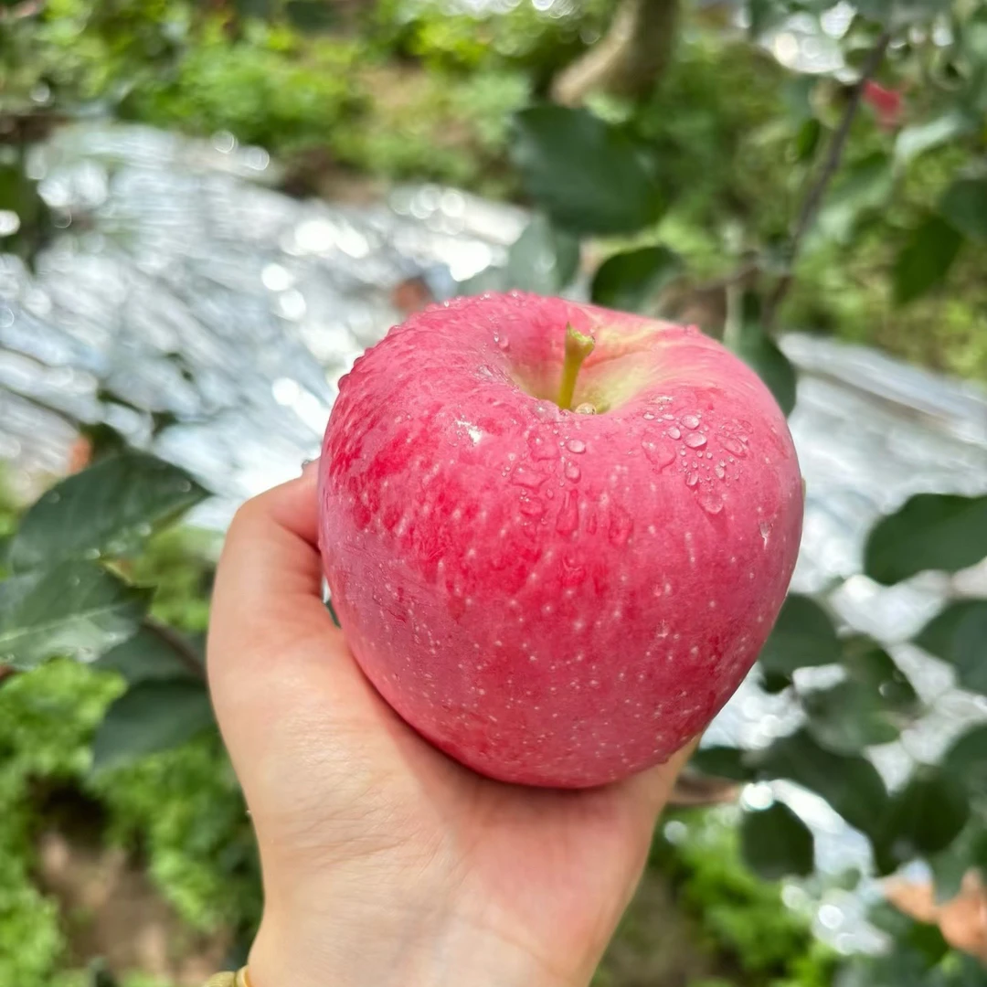 陕西红富士苹果冰糖心脆甜多汁新鲜应季水果