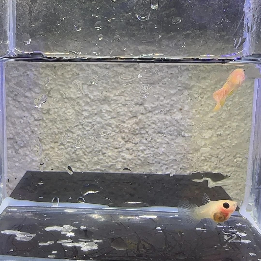 孔雀鱼幻彩粉猫，公鱼有黑沙