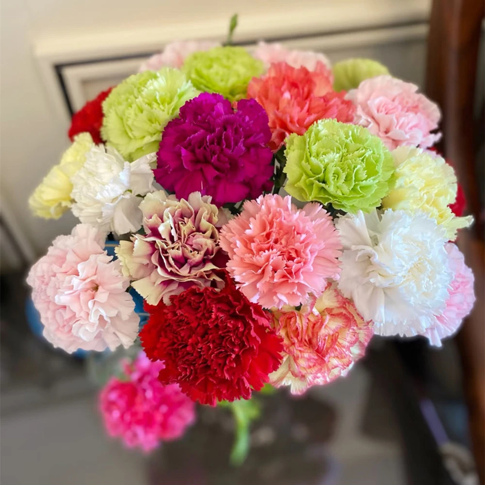 顺丰包邮   云南康乃馨鲜花粉白绿色系混搭清新夏日水培鲜切花