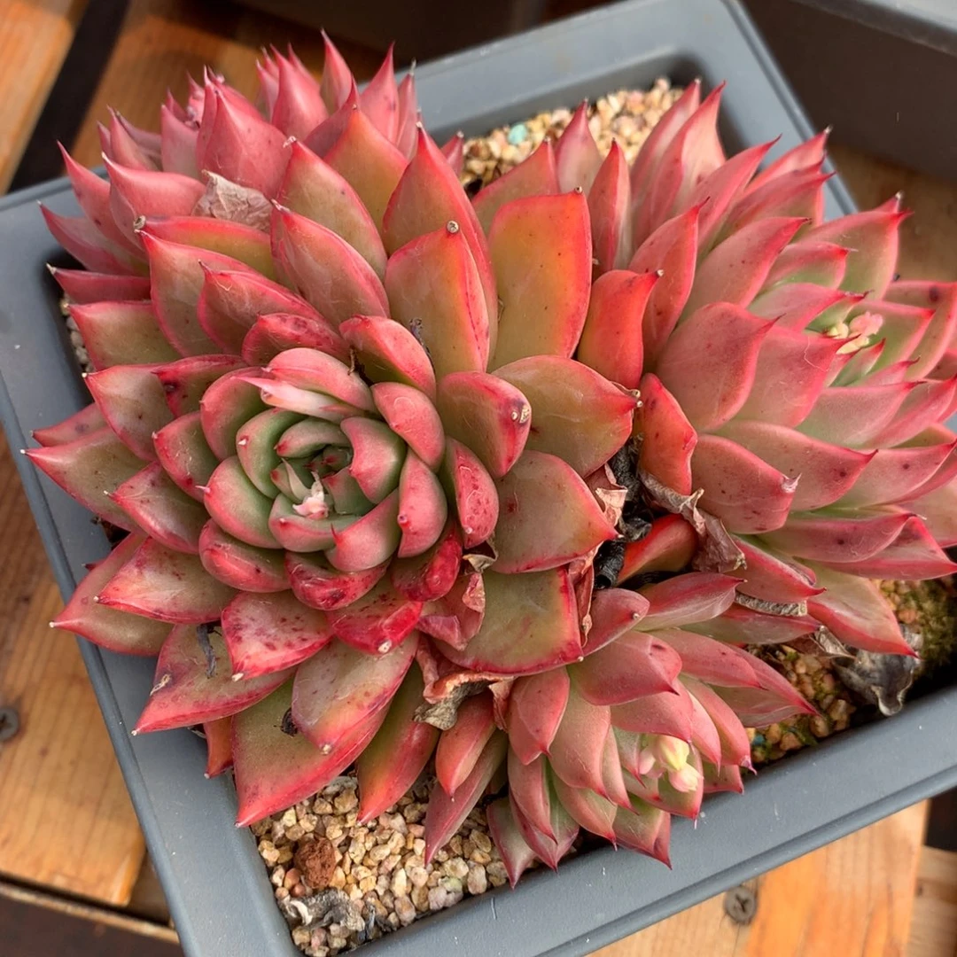 5989杂交精品基地15厘米