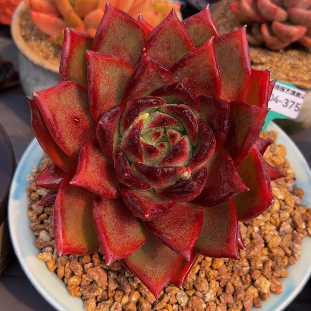 从前慢多肉精选编号0304.375