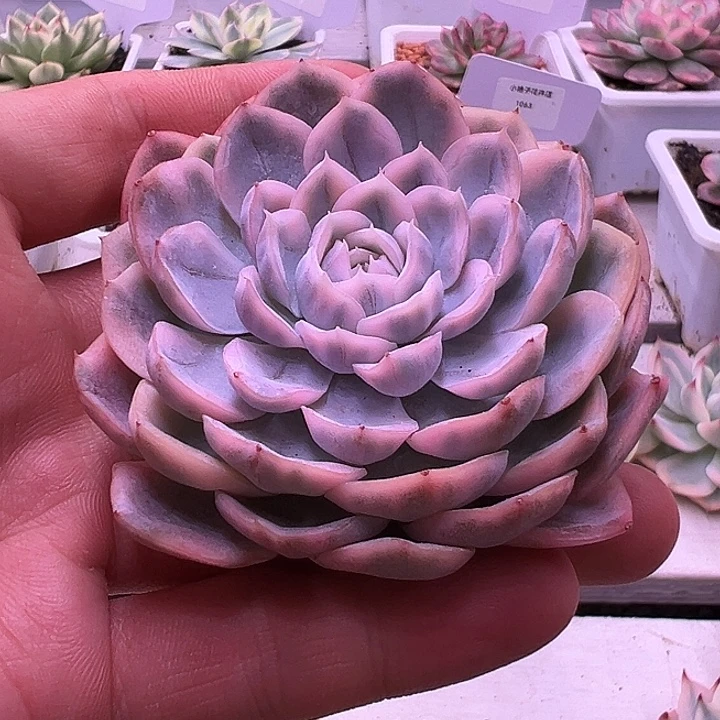 1047号雪球锦多肉