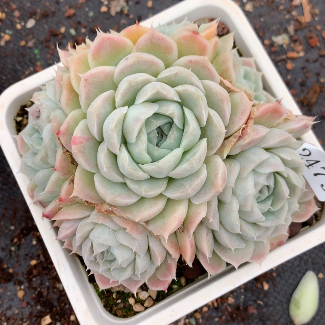 2479有叶伤杂交多肉老桩