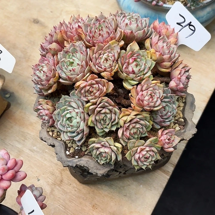 多肉植物，笨吧蒂斯219号