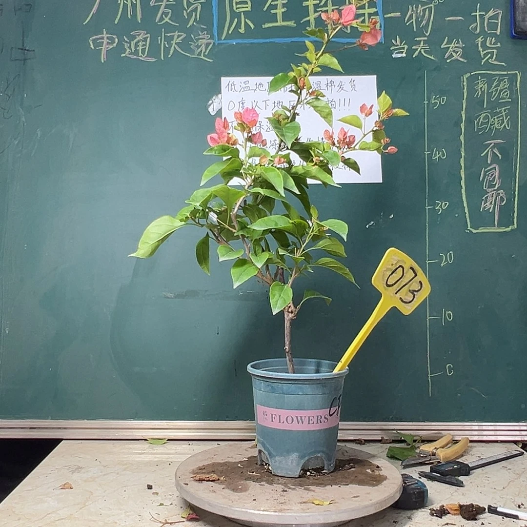 完全开放 福利 橙粉公主  073