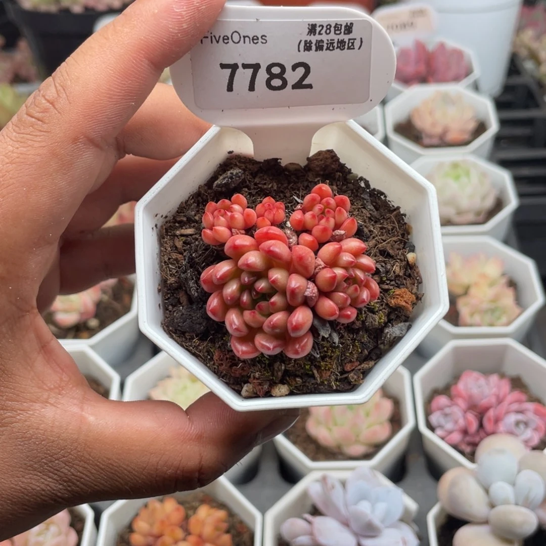 7782红宝石4.0厘米