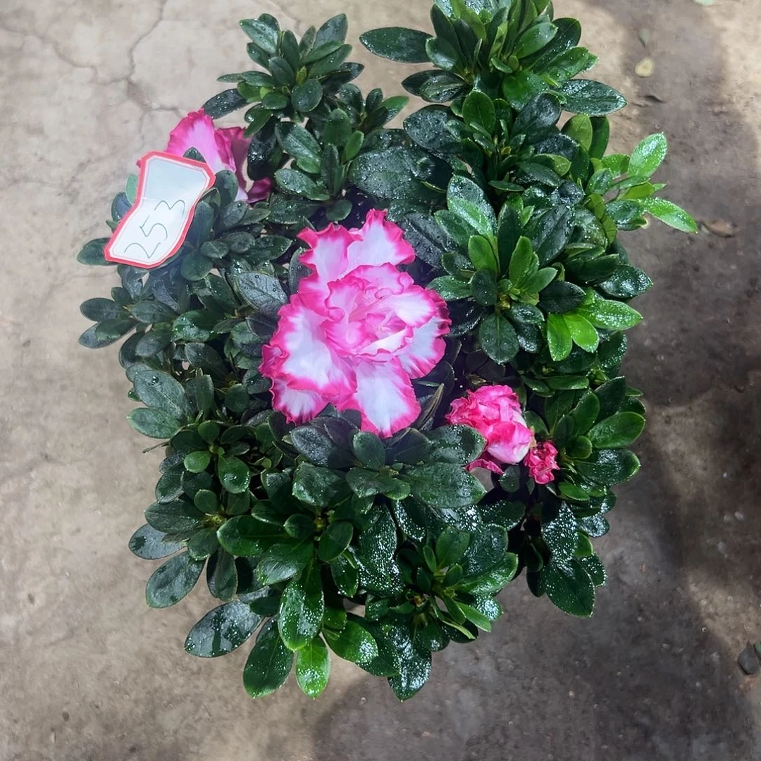 大部分花苞少量开放253