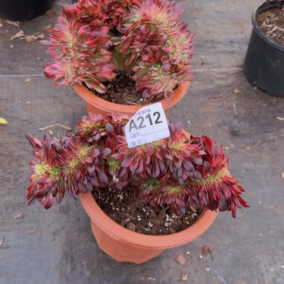 记**失精品多肉植物212