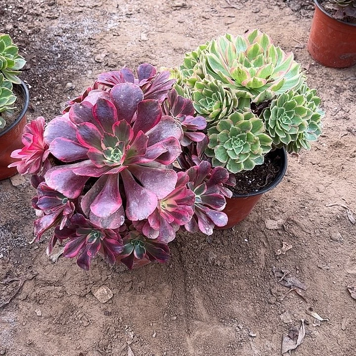 961多肉植物组合，