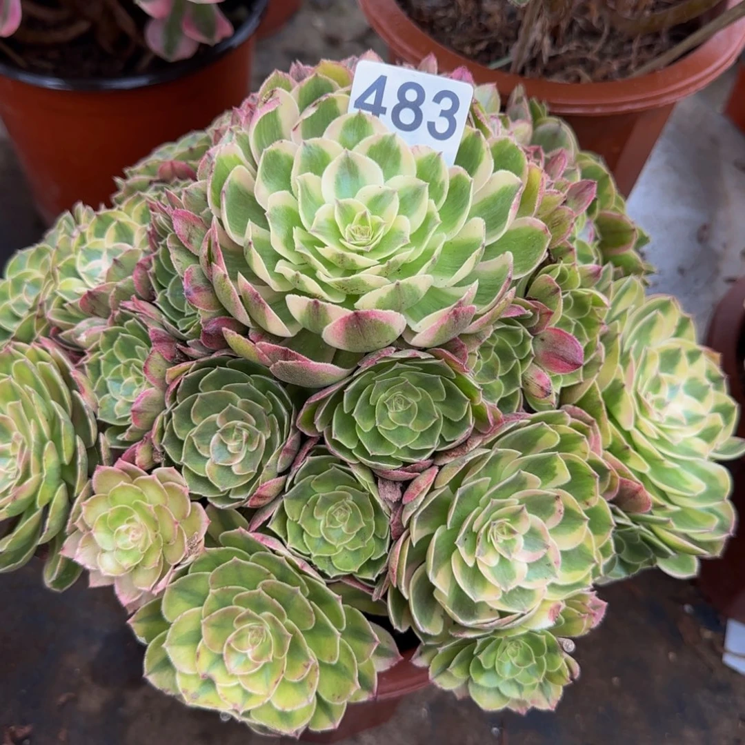 没***果荔枝483