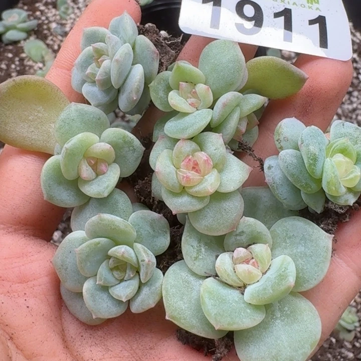 无花朵多肉植物多肉植物