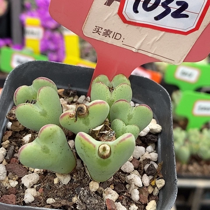 密密麻麻密密麻麻1032
