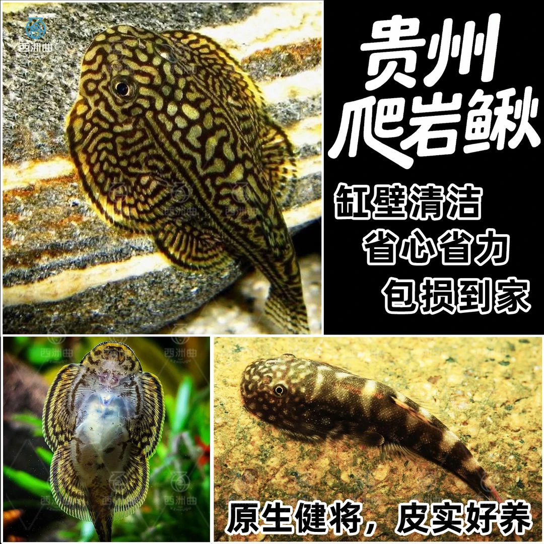 贵州爬岩鳅琵琶鱼双吸盘冷水清道夫不加温除藻鱼鱼缸清洁工原生鱼